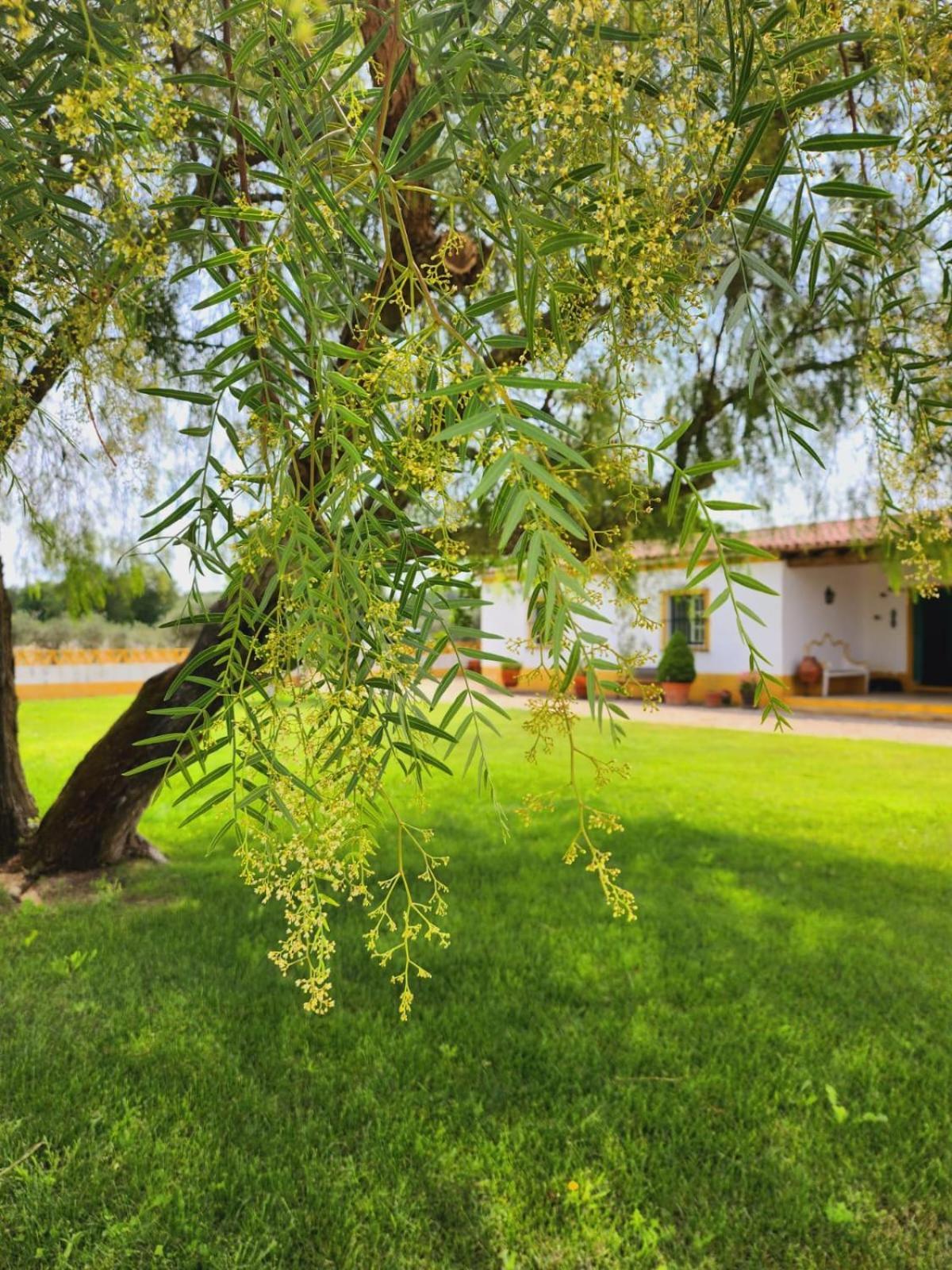Montinho Do Palanque Villa Viana do Alentejo Dış mekan fotoğraf