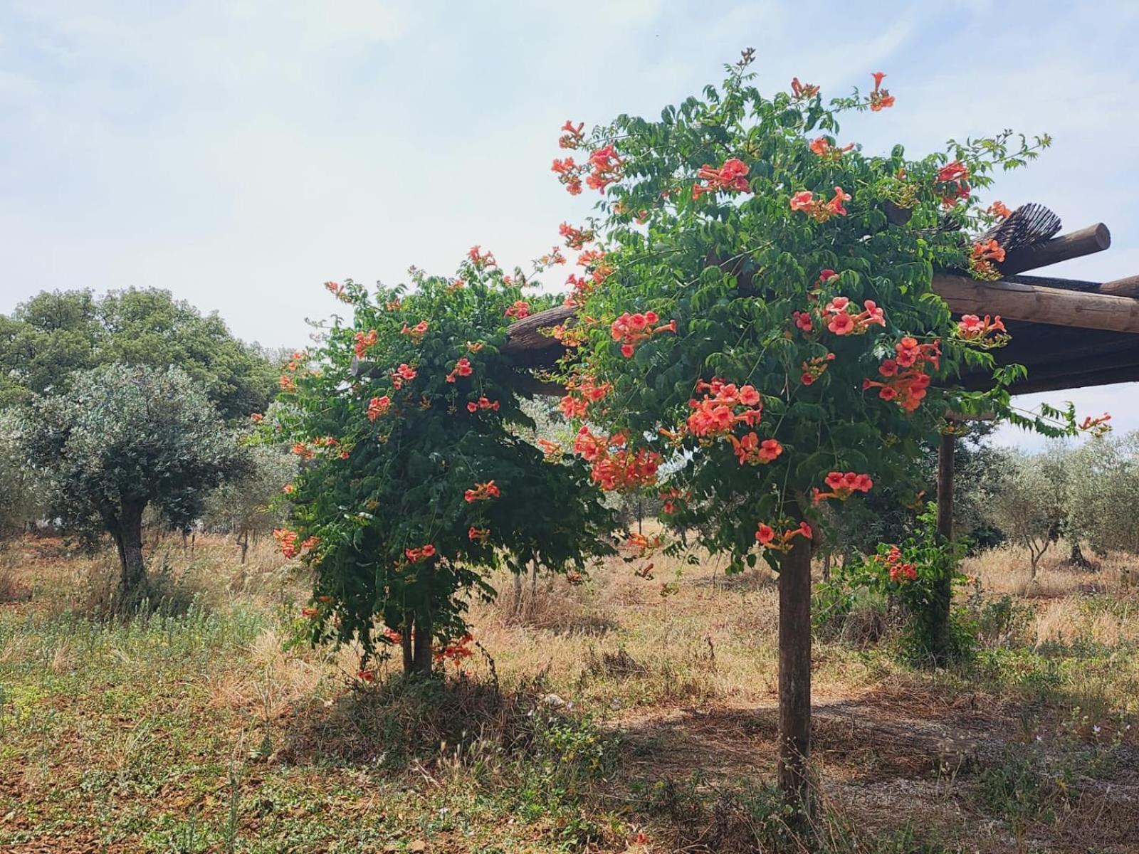 Montinho Do Palanque Villa Viana do Alentejo Dış mekan fotoğraf